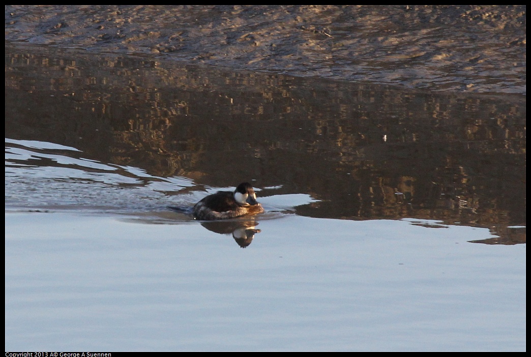 0115-083111-01.jpg - Ruddy Duck