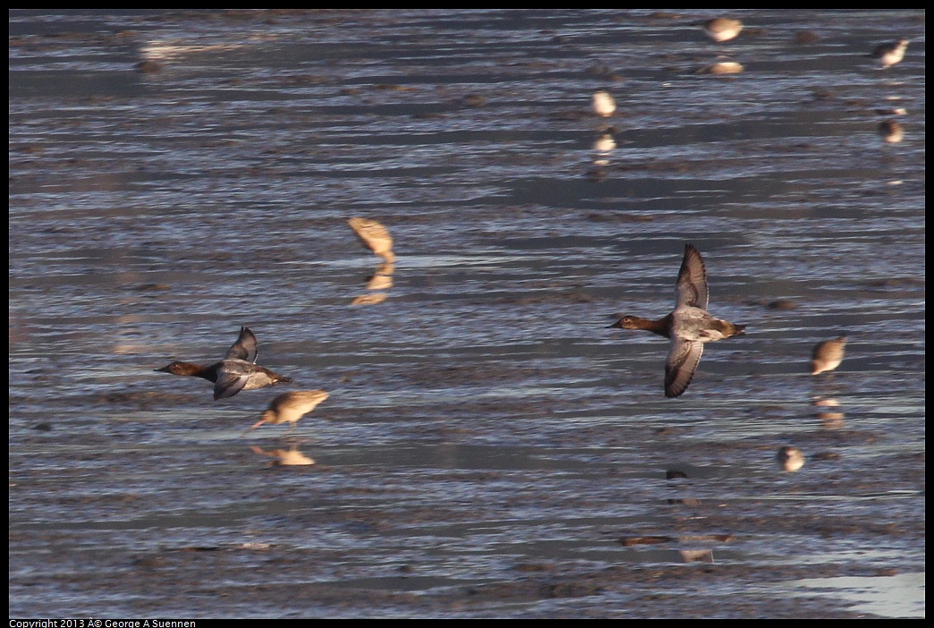 0115-083153-01.jpg - Canvasback