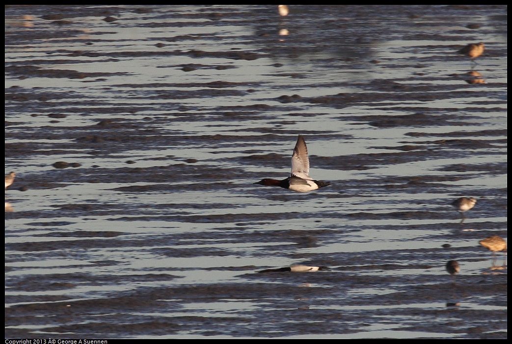 0115-083154-05.jpg - Canvasback