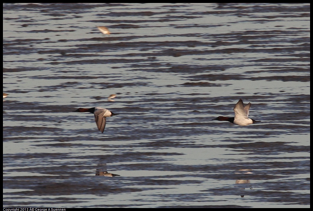 0115-083156-05.jpg - Canvasback