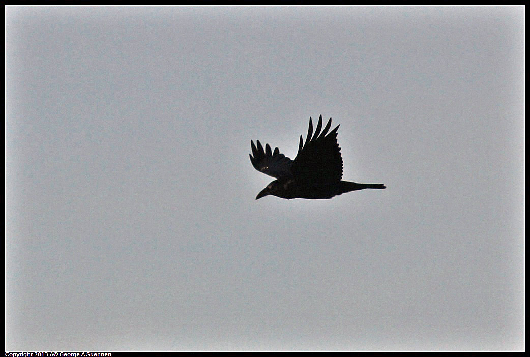 0115-083312-04.jpg - Common Raven