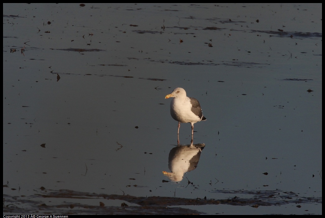 0115-083412-01.jpg - Western Gull