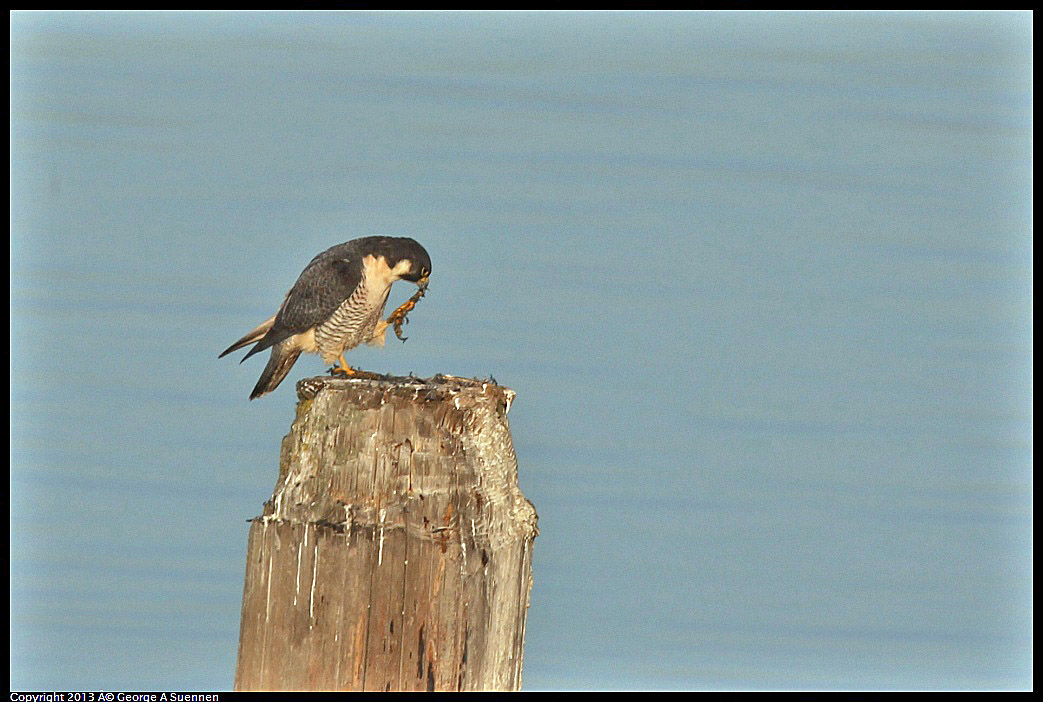 0115-083713-02.jpg - Peregrine Falcon