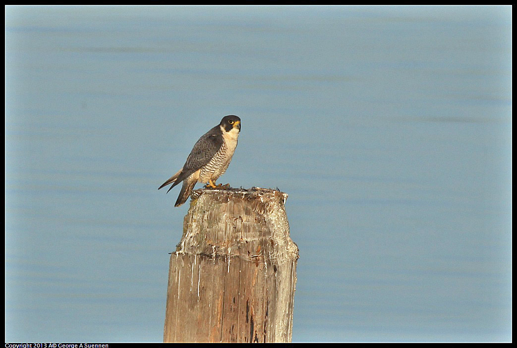 0115-083726-02.jpg - Peregrine Falcon