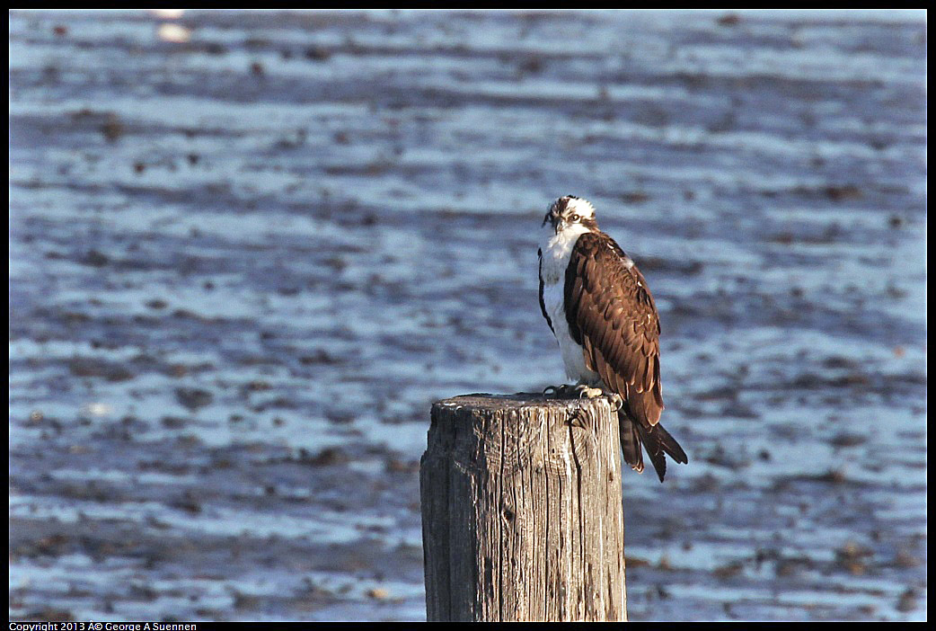 0115-083739-01.jpg - Osprey