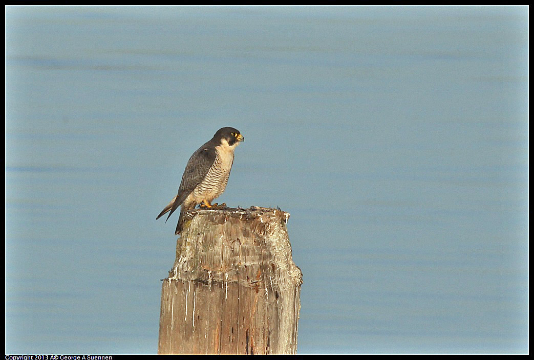 0115-083752-02.jpg - Peregrine Falcon