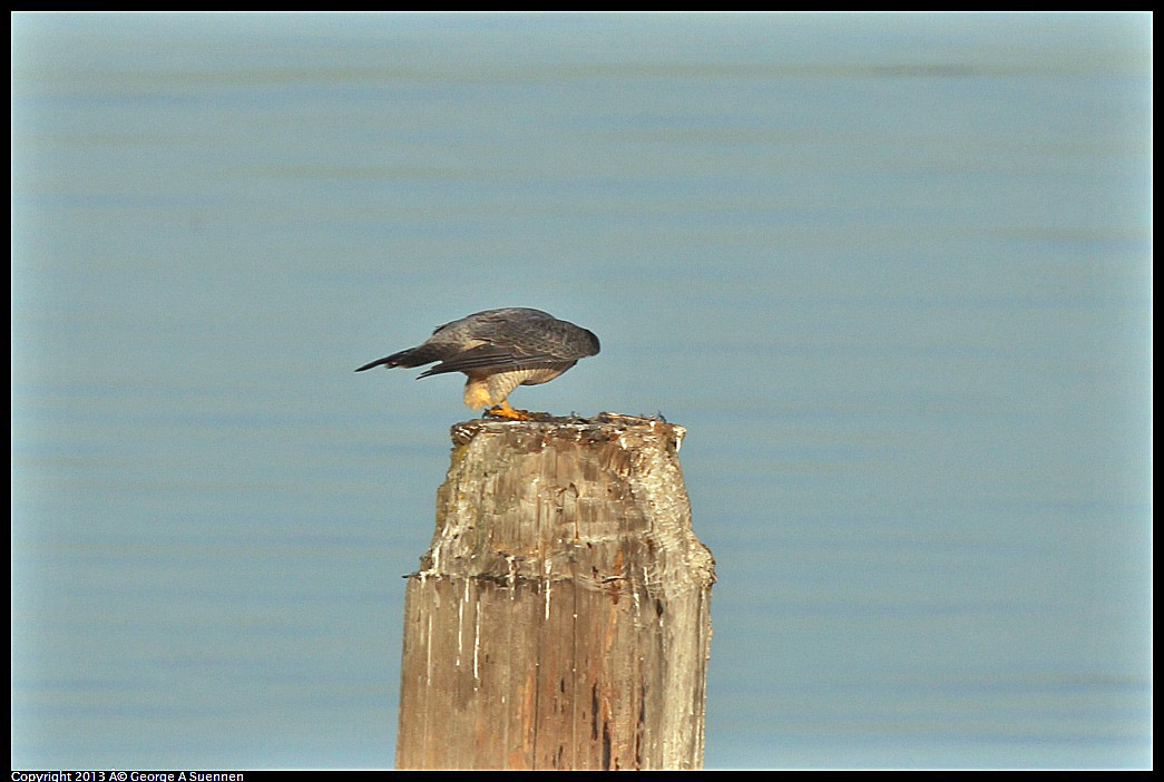 0115-083804-01.jpg - Peregrine Falcon