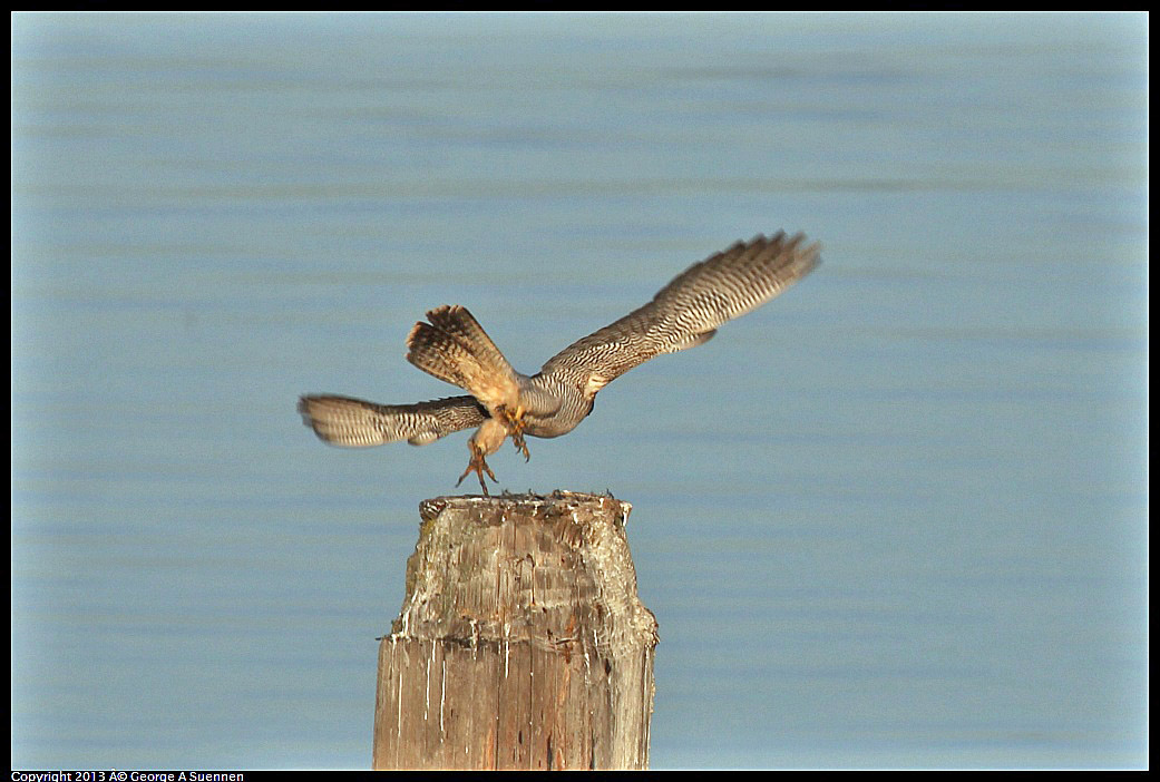 0115-083804-02.jpg - Peregrine Falcon