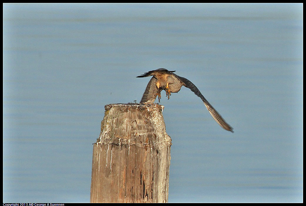 0115-083804-03.jpg - Peregrine Falcon