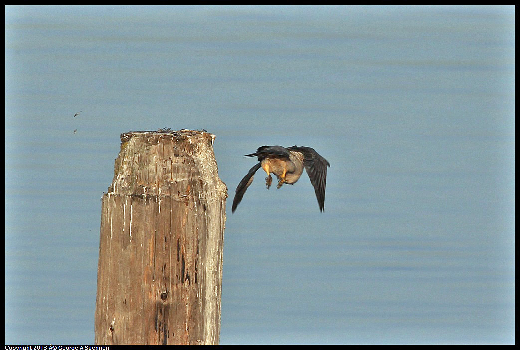 0115-083804-04.jpg - Peregrine Falcon