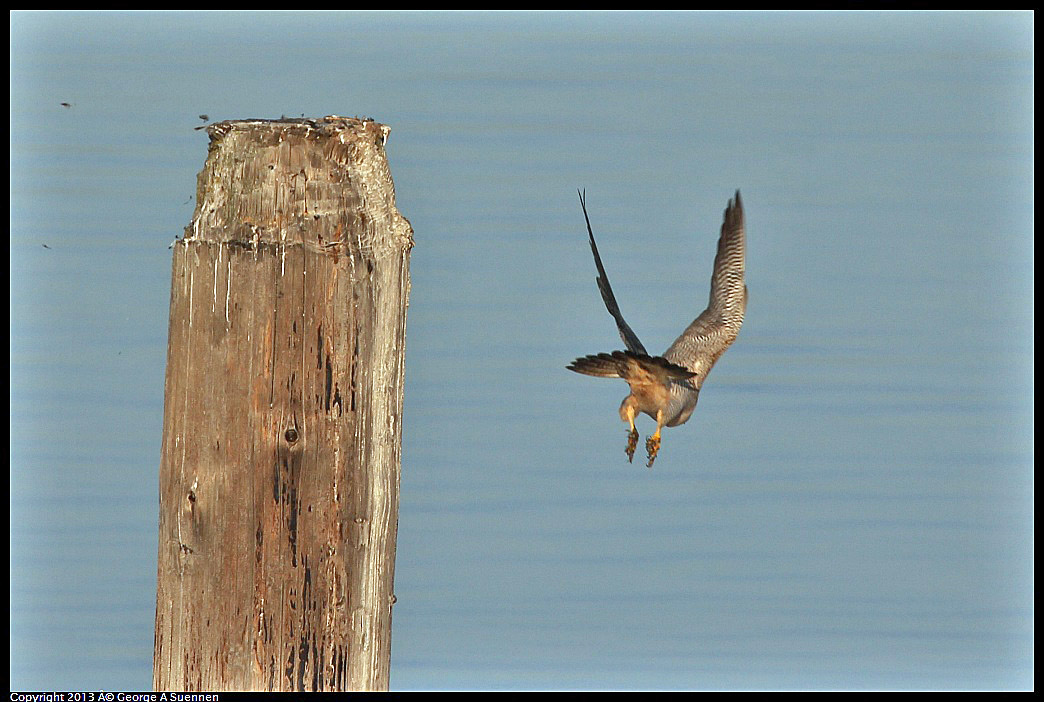 0115-083804-05.jpg - Peregrine Falcon