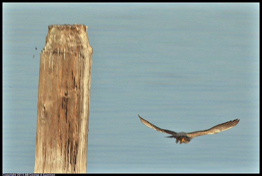 0115-083804-06.jpg - Peregrine Falcon