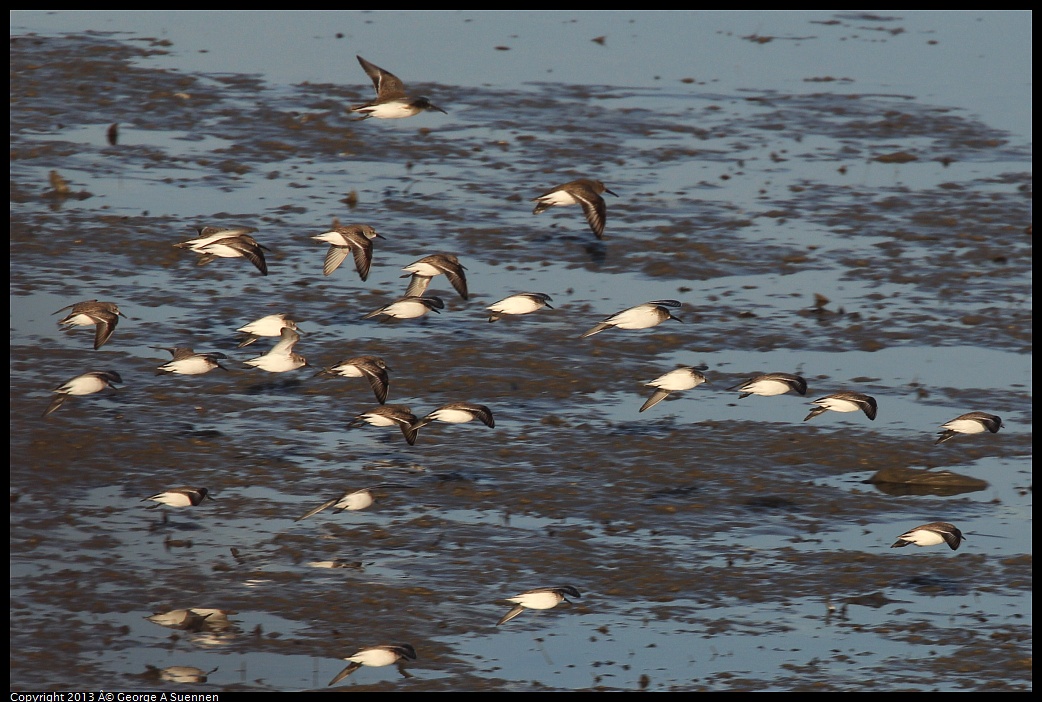 0115-083815-02.jpg - Western Sandpiper 