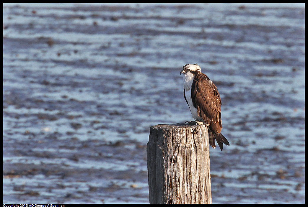 0115-083822-02.jpg - Osprey