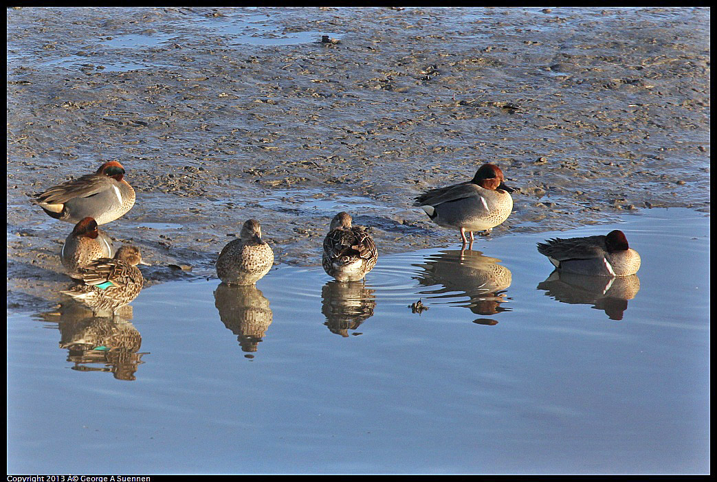 0115-083830-03.jpg - Green-winged Teal