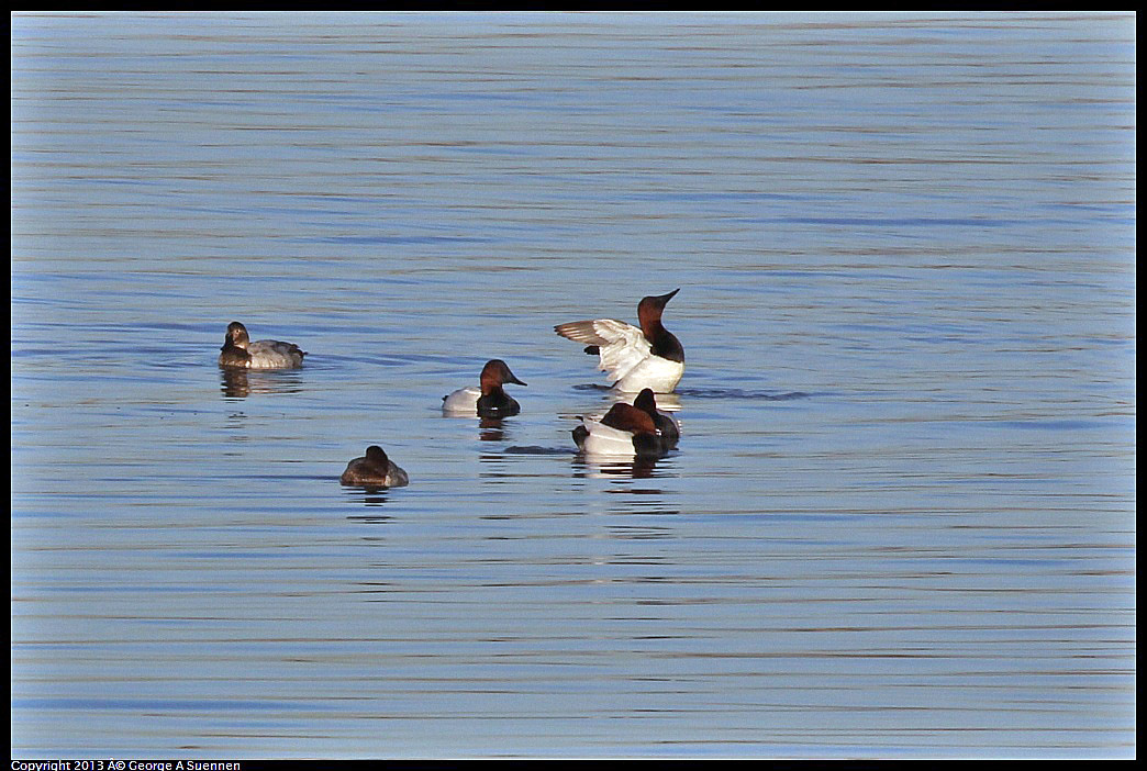 0115-083845-02.jpg - Canvasback