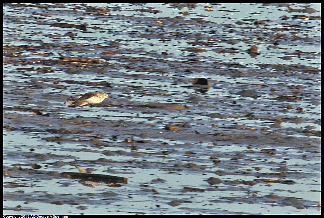 0115-083852-02.jpg - Greater Yellowlegs