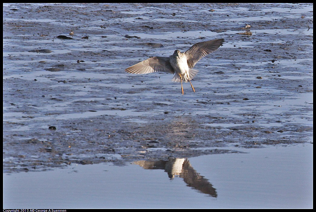 0115-083859-02.jpg - Greater Yellowlegs