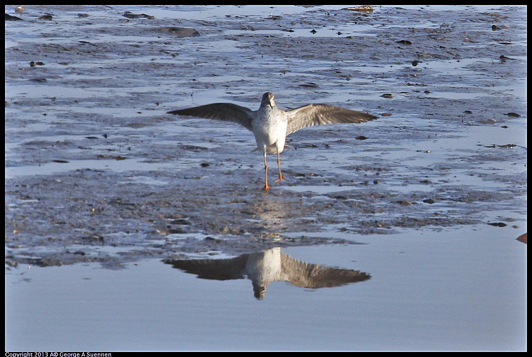 0115-083859-03.jpg - Greater Yellowlegs