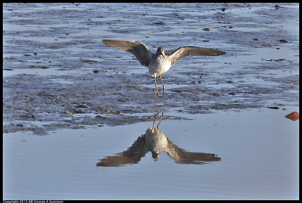 0115-083859-04.jpg - Greater Yellowlegs