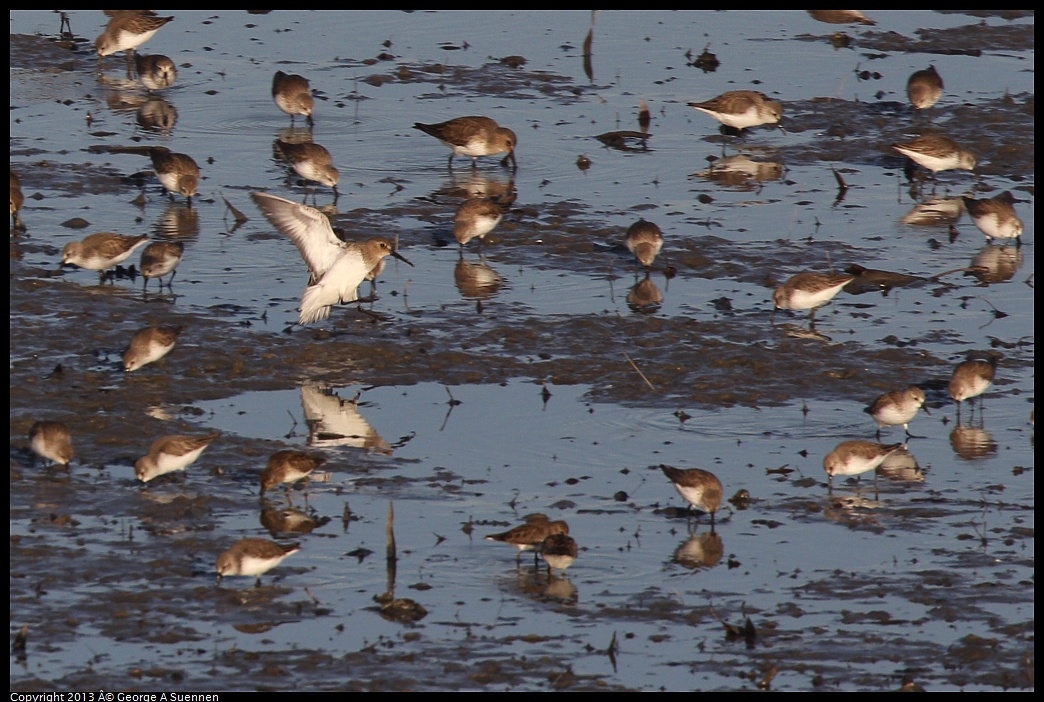 0115-084018-03.jpg - Western Sandpiper