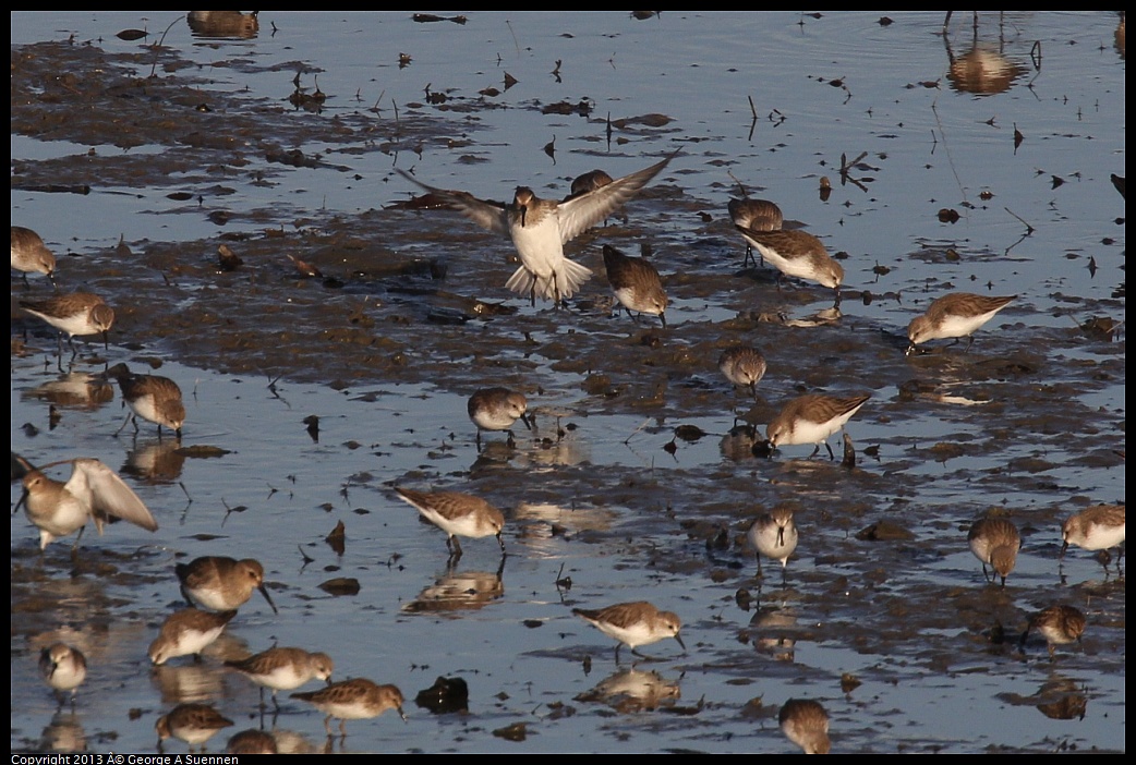 0115-084020-02.jpg - Western Sandpiper