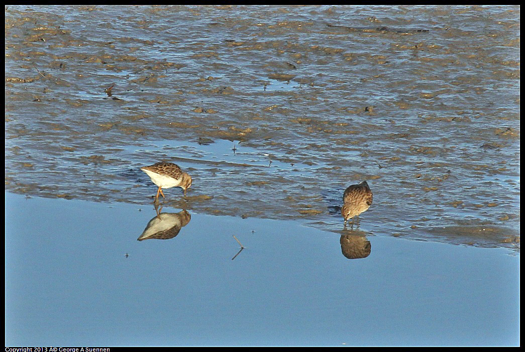 0115-084033-03.jpg - Least Sandpiper