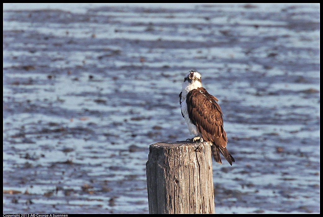 0115-084050-04.jpg - Osprey