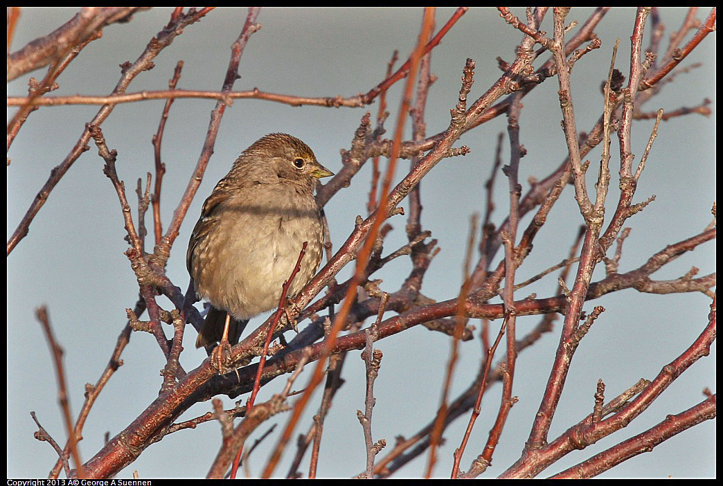 0115-084102-02.jpg - Golden-crowned Sparrow