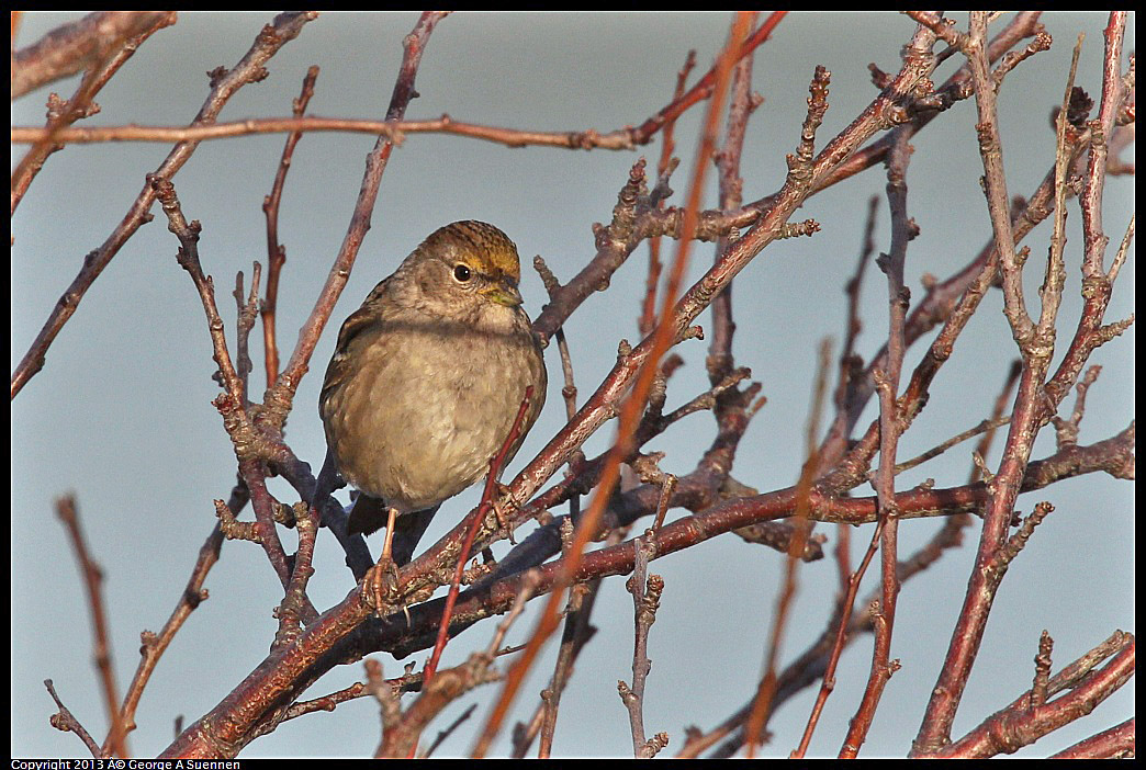 0115-084104-01.jpg - Golden-crowned Sparrow