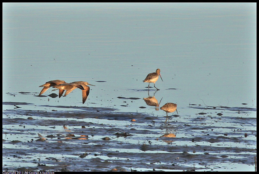 0115-084335-01.jpg - Marbled Godwit