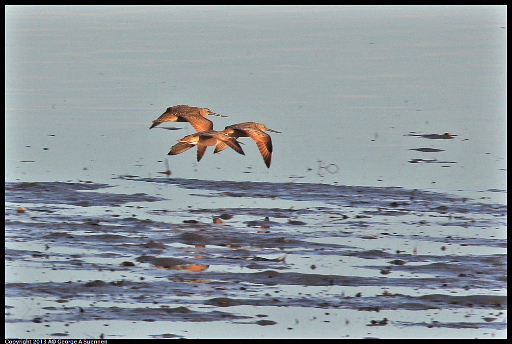 0115-084335-03.jpg - Marbled Godwit