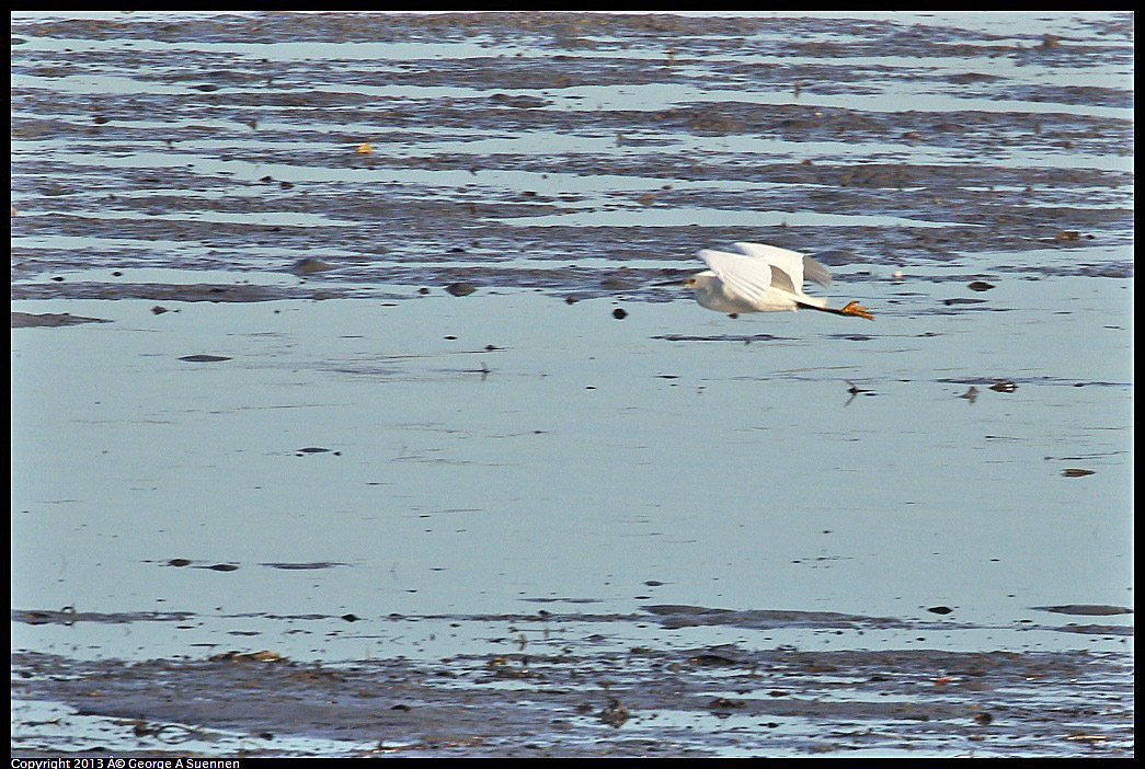 0115-084531-02.jpg - Snowy Egret