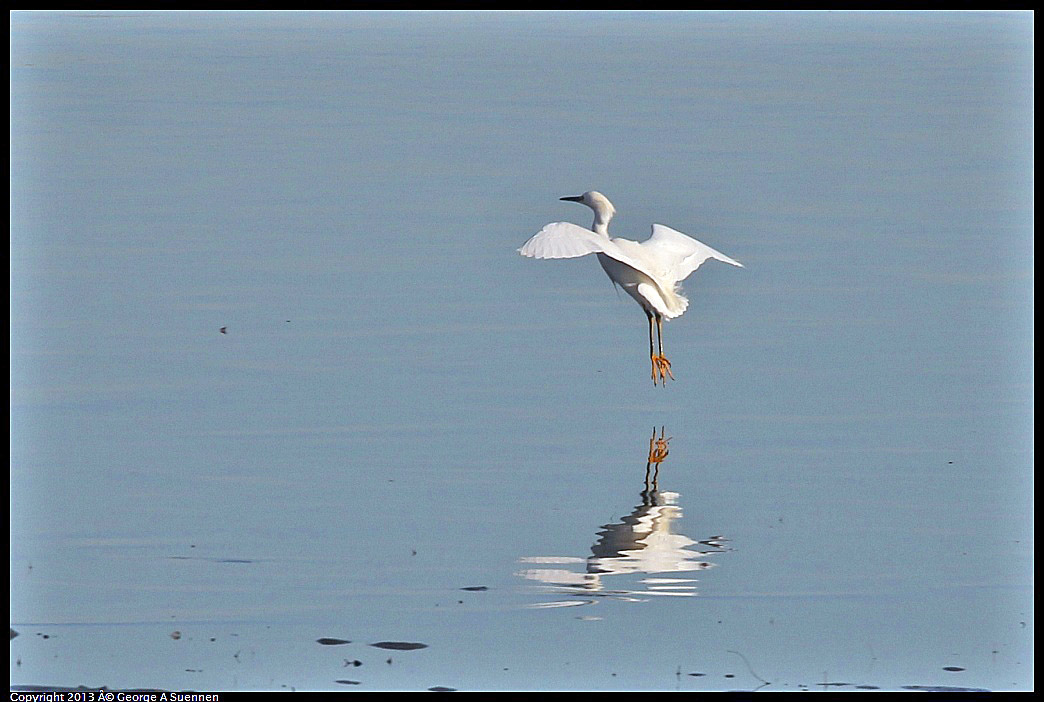 0115-084538-01.jpg - Snowy Egret