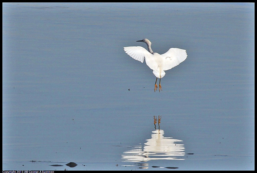 0115-084538-02.jpg - Snowy Egret