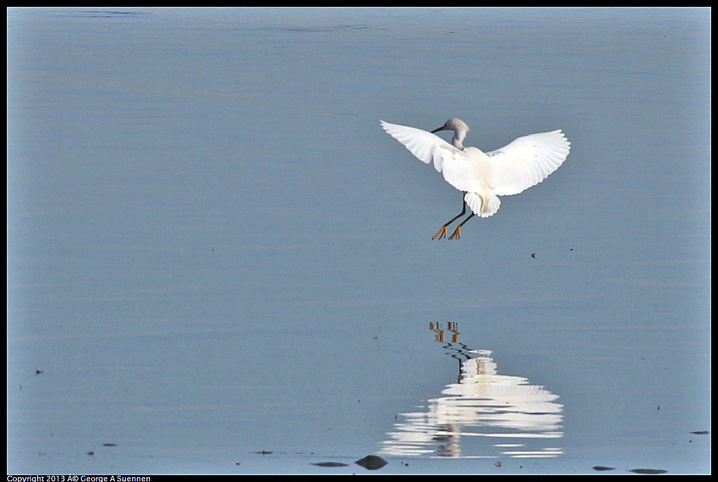 0115-084538-03.jpg - Snowy Egret