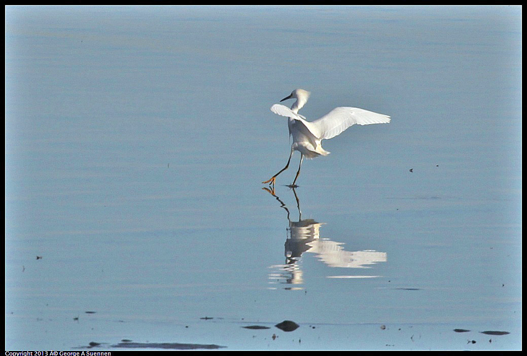 0115-084538-04.jpg - Snowy Egret