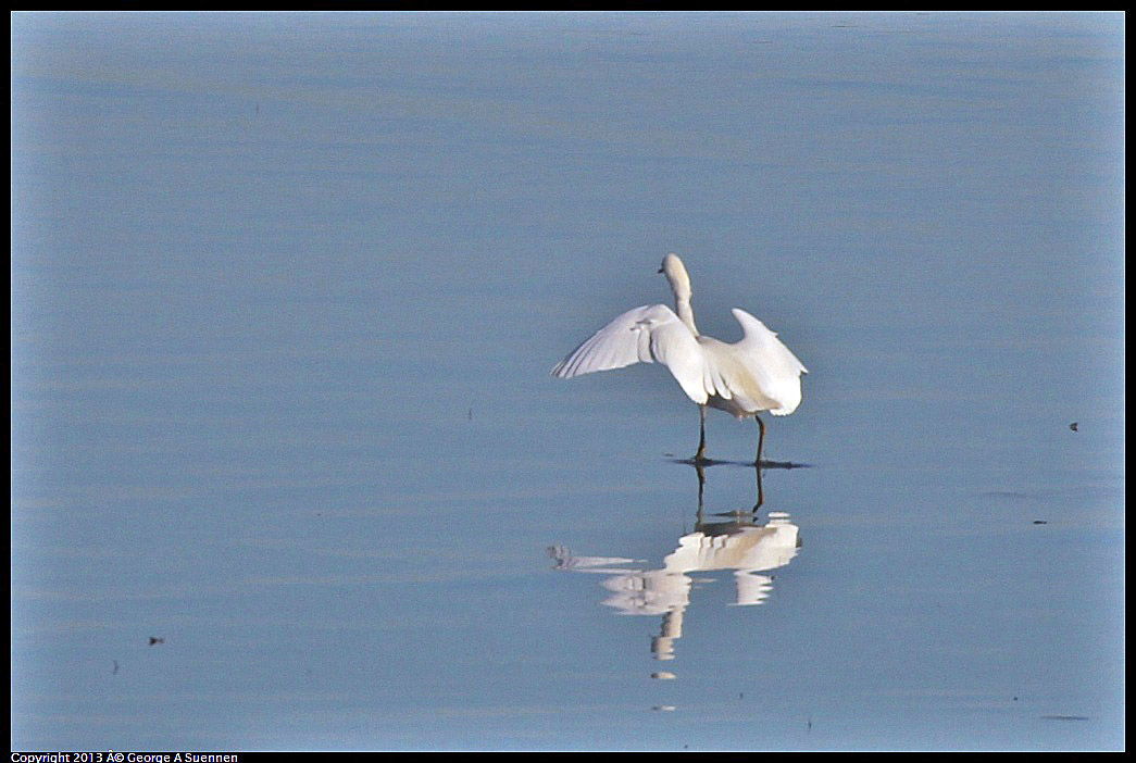 0115-084538-05.jpg - Snowy Egret