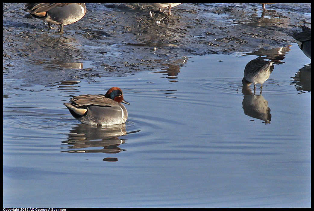 0115-084548-02.jpg - Green-winged Teal and Willet