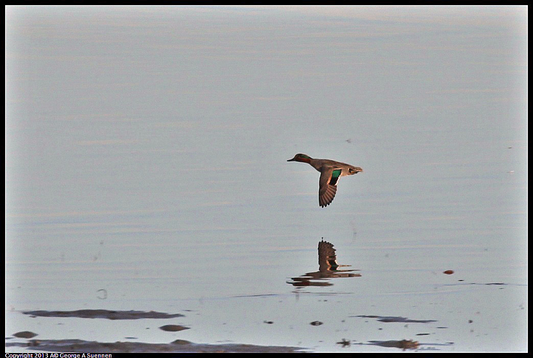 0115-084614-01.jpg - Green-winged Teal