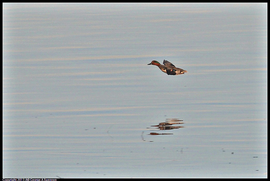 0115-084616-03.jpg - Green-winged Teal