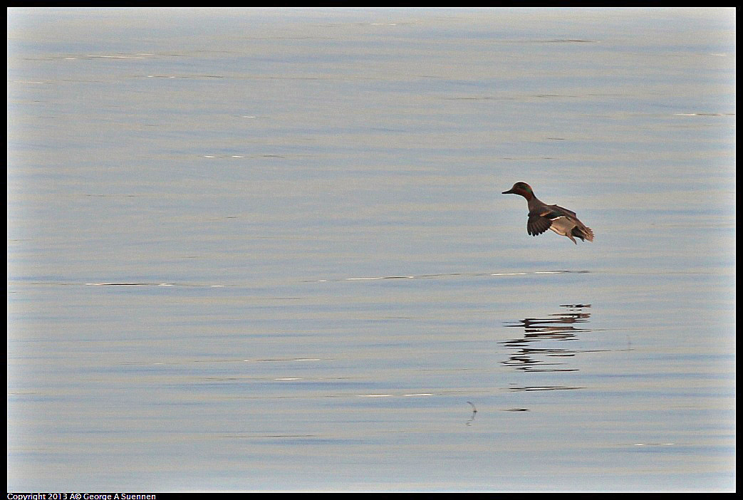 0115-084620-01.jpg - Green-winged Teal