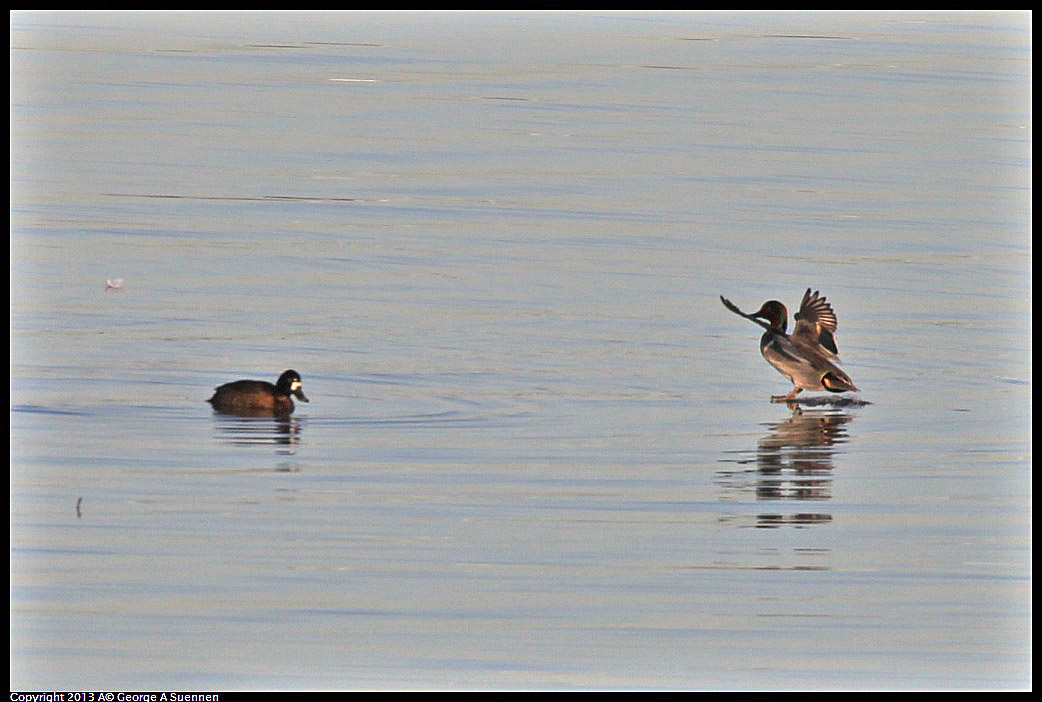 0115-084620-03.jpg - Green-winged Teal and Scaup