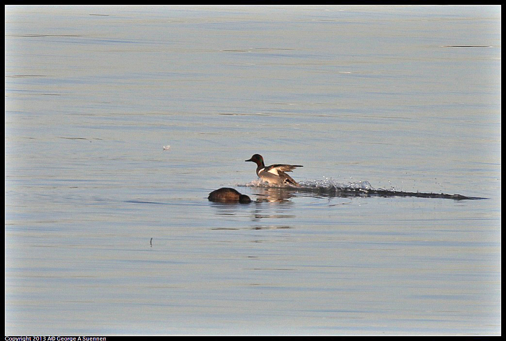 0115-084620-04.jpg - Green-winged Teal