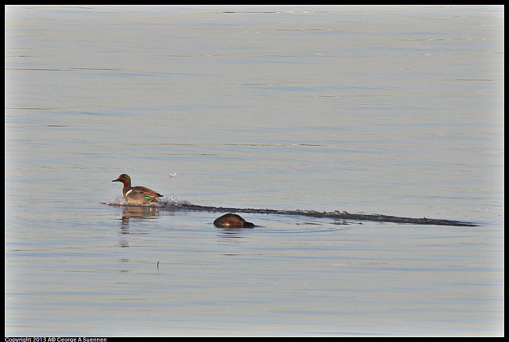 0115-084621-01.jpg - Green-winged Teal