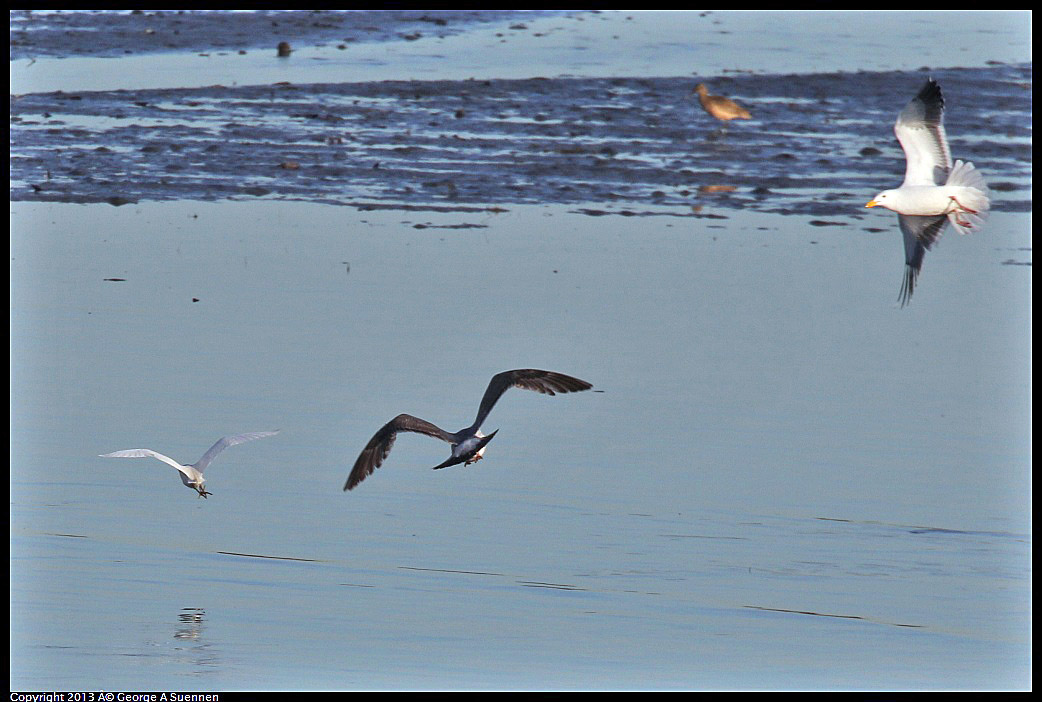 0115-084627-02.jpg - Snowy Egret chased by Gulls