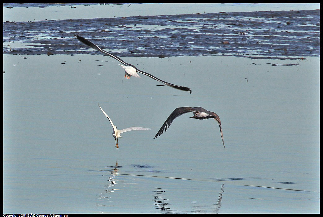 0115-084628-01.jpg - Snowy Egret chased by Gulls