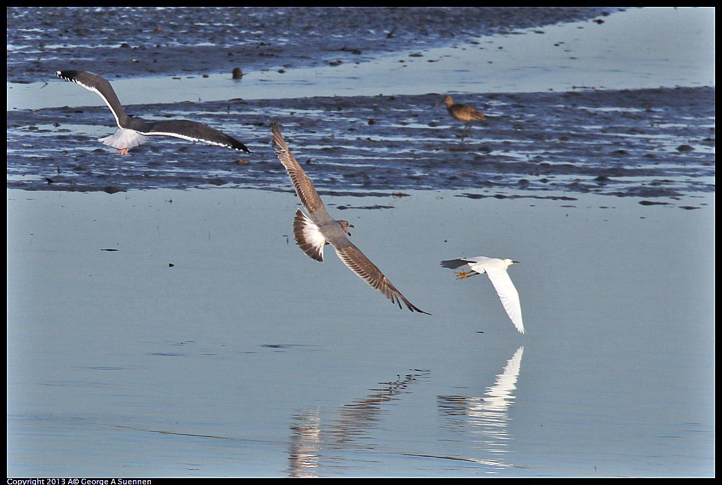 0115-084629-01.jpg - Snowy Egret chased by Gulls