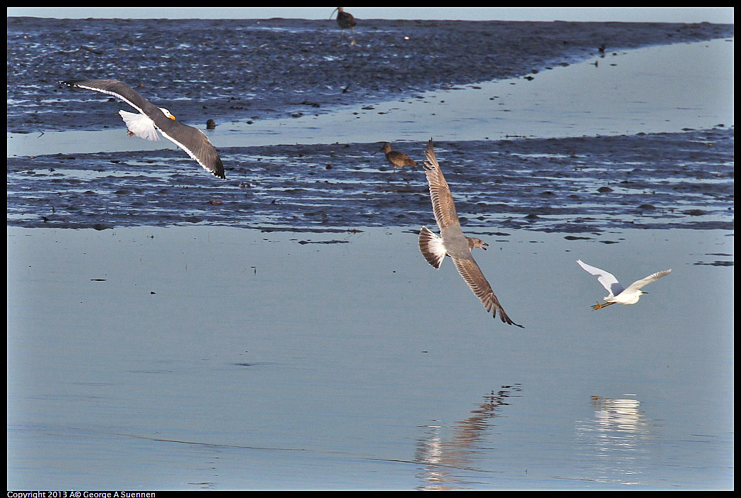 0115-084629-02.jpg - Snowy Egret chased by Gulls