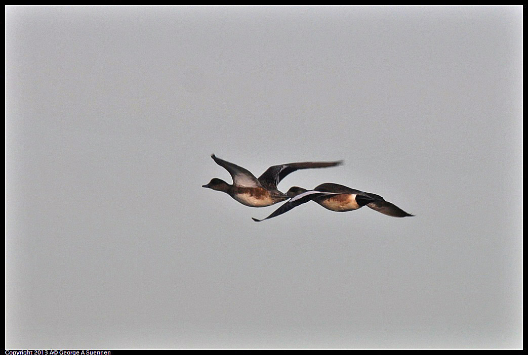 0115-084640-02.jpg - American Wigeon